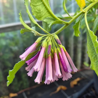 Bouquet pendant de longues fleurs tubulaires mauves et violettes d’Iochroma cyaneum