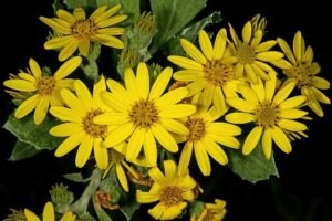 Osteospermum_moniliferum_subsp._moniliferum