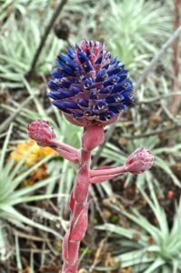 Puya_venusta