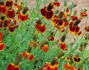 Ratibida_columnifera