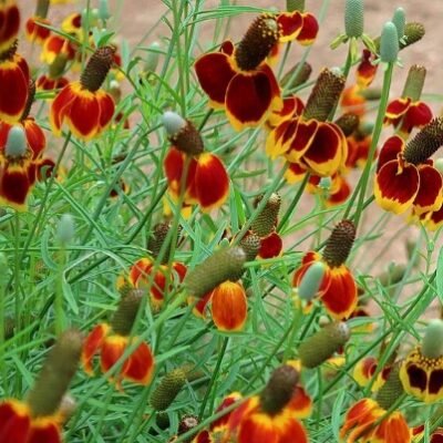 Ratibida_columnifera