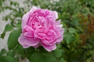 Rosa_'Jacques_Cartier'