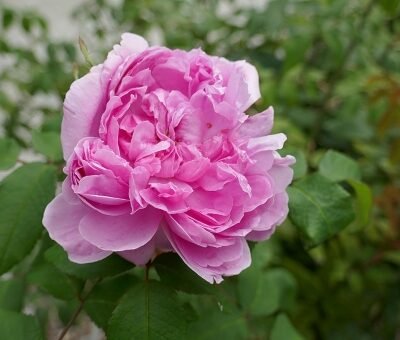 Rosa_'Jacques_Cartier'