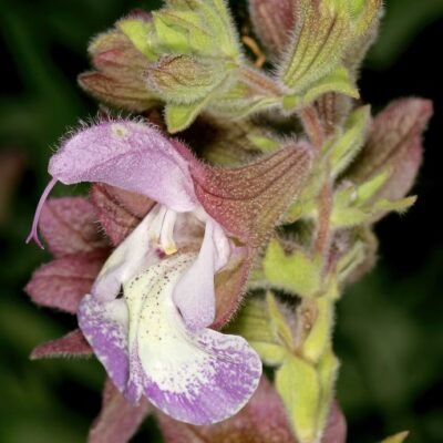 Salvia_dolomitica