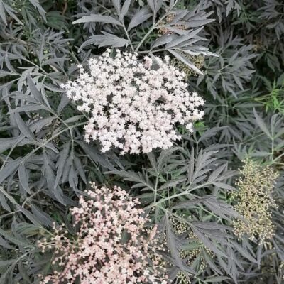 Sambucus_nigra_Black_Lace