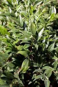 Sarcococca_confusa