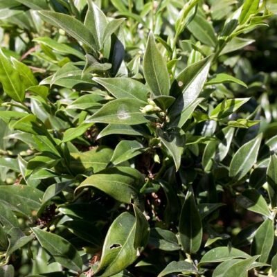 Sarcococca_confusa
