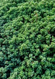 Sedum_dasyphyllum