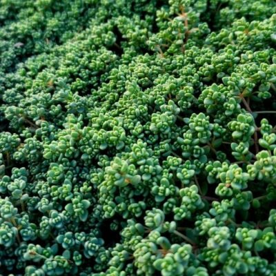 Sedum_dasyphyllum