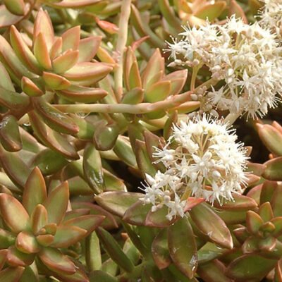 Sedum_nussbaumerianum