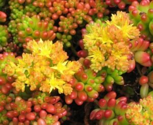 Sedum_rubrotinctum