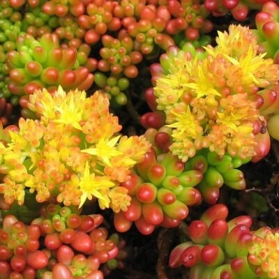 Sedum_rubrotinctum