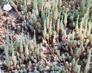 Sedum_sediforme-Orpin_de_Nice