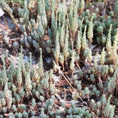 Sedum_sediforme-Orpin_de_Nice