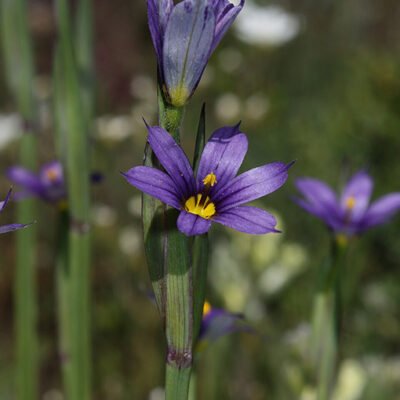 Accueil 13 Sisyrinchium_idahoense