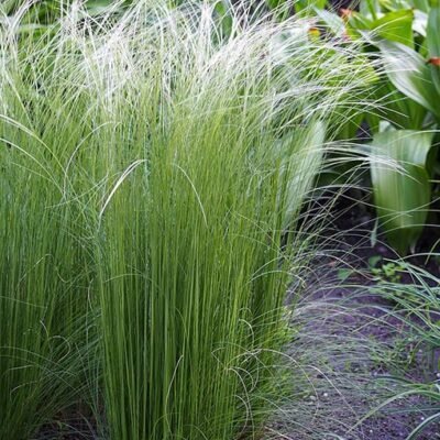 Accueil 16 Stipa_tirsa