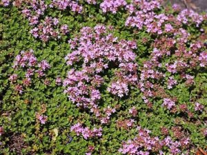 Thymus_praecox
