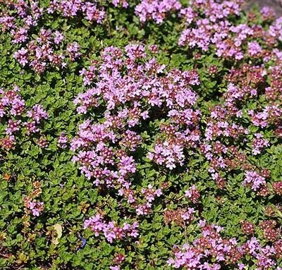 Thymus_praecox