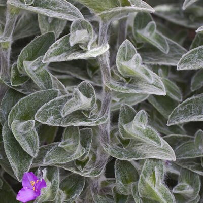 Accueil 18 Tradescantia_sillamontana
