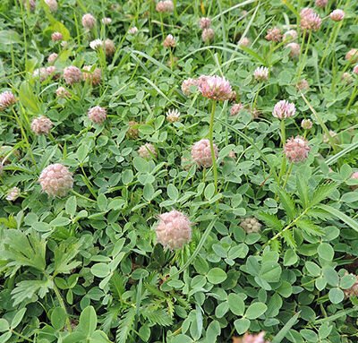 Accueil 10 Trifolium_fragiferum