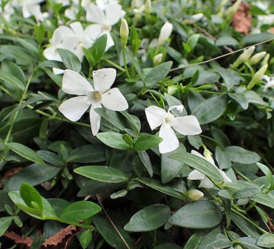 Accueil 12 Vinca_minor_alba