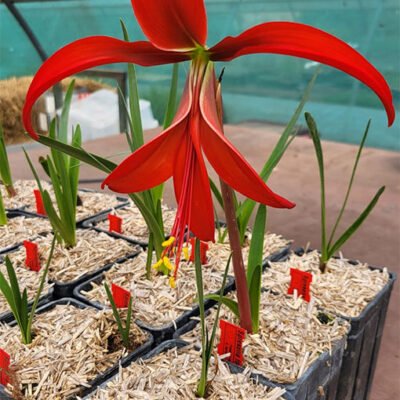 Accueil 14 Sprekelia formosissima