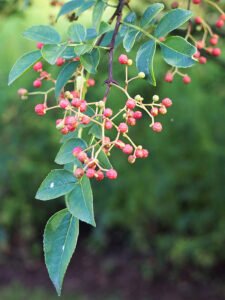 Zanthoxylum_simulans