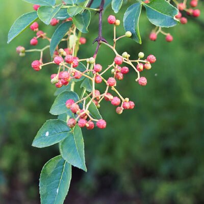 Accueil 9 Zanthoxylum_simulans