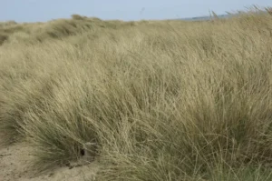Touffes d’oyat, Ammophila arenaria, sur une dune sableuse du Sillon de Talbert