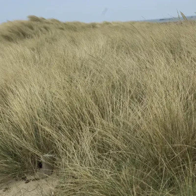 Touffes d’oyat, Ammophila arenaria, sur une dune sableuse du Sillon de Talbert