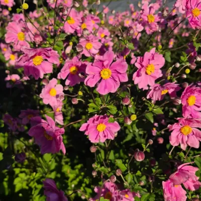 Anemone hupehensis, anémone du Japon aux fleurs roses à cœur jaune, en floraison à la pépinière