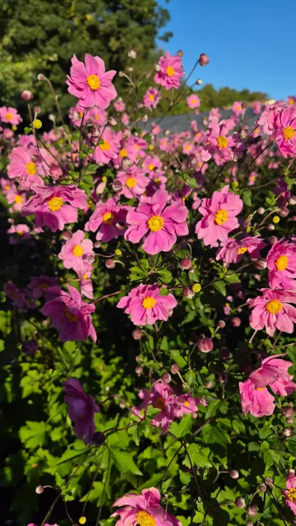 Anemone hupehensis, anémone du Japon aux fleurs roses à cœur jaune, en floraison à la pépinière