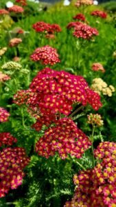 Achillea_Cassis