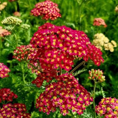 Achillea_Cassis
