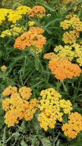 Achillea_millefolium_Terracotta