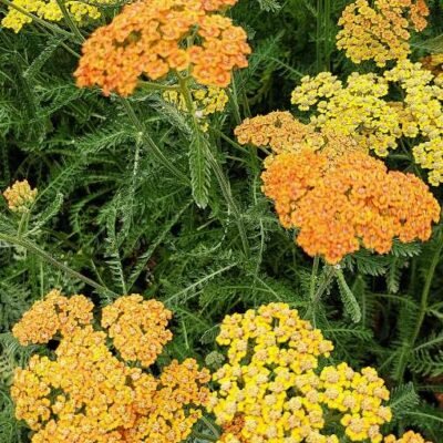 Achillea_millefolium_Terracotta