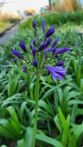 Fleurs et boutons violet intense de l’Agapanthus Tornado à la pépinière