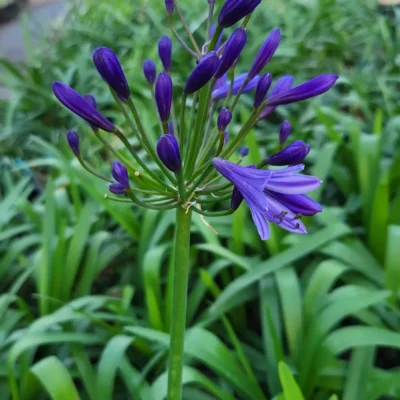 Fleurs et boutons violet intense de l’Agapanthus Tornado à la pépinière