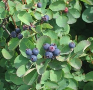 Amelanchier_alnifolia