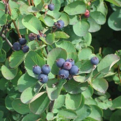 Amelanchier_alnifolia