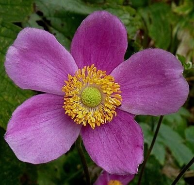 Anemone_hupehensis_praecox