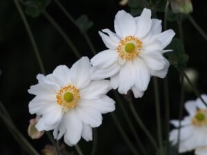 Anemone_×_hybrida_Whirlwind