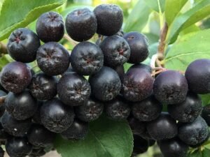 Aronia_melanocarpa