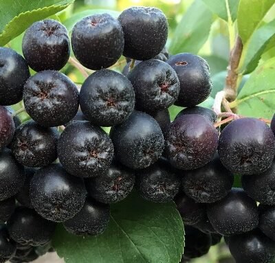 Aronia_melanocarpa