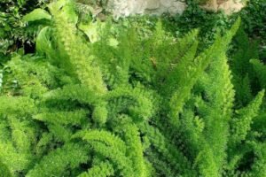 Asparagus_densiflorus_Meyerii