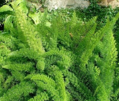 Asparagus_densiflorus_Meyerii