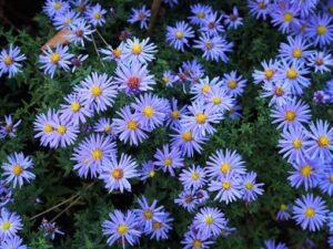 Aster_Lady_in_Blue