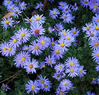 Aster_Lady_in_Blue