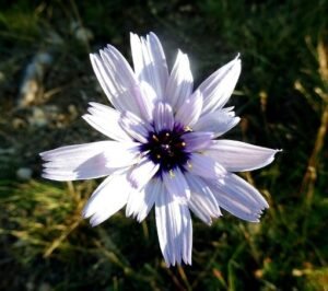 CATANANCHE_CAERULEA_alba