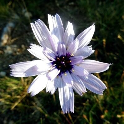 CATANANCHE_CAERULEA_alba